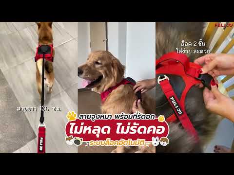 โหลดวีดีโอ: สายจูงรัดอก ยืดหดได้อัตโนมัติ - M | 2in1 Pet Harness with Built-In Leash  - M